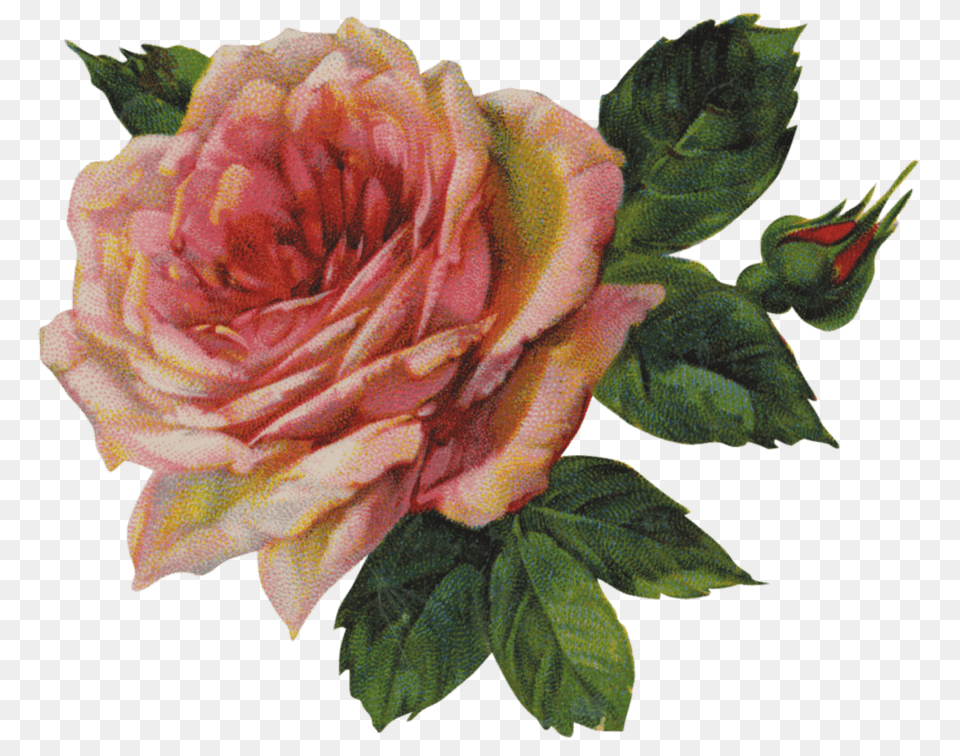 Vintage Victorian Rose Single, Flower, Plant, Dahlia Png Image