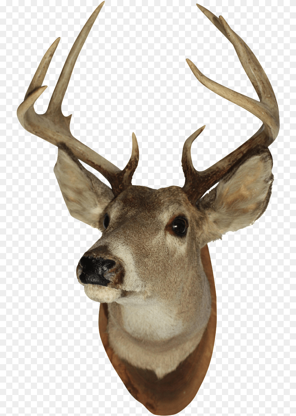 Vintage White Tail Deer Mounted Deer Head, Animal, Antler, Mammal, Wildlife Free Png Download