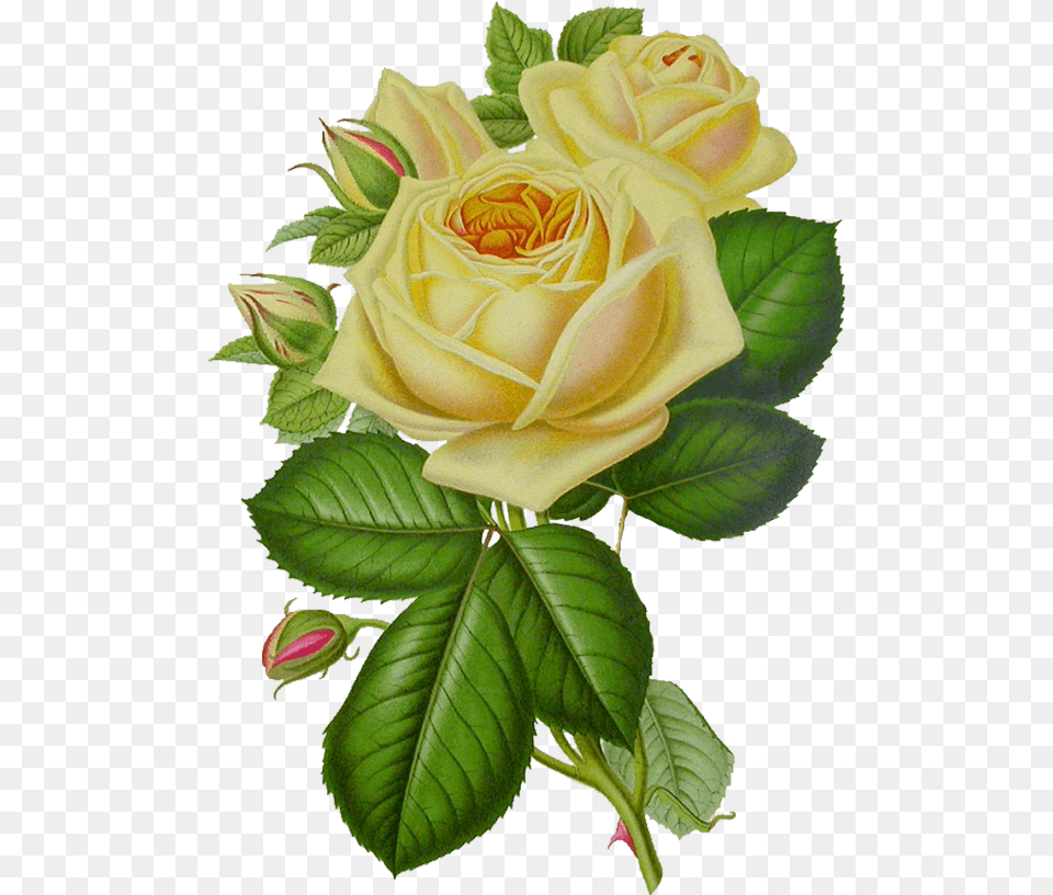 Vintage Yellow Flower, Plant, Rose, Leaf Free Transparent Png