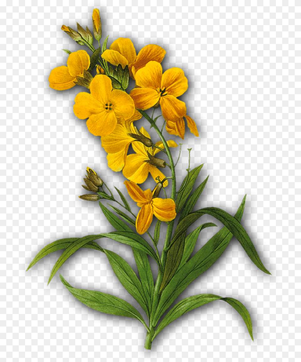 Vintage Yellow Flower, Geranium, Plant, Acanthaceae, Petal Free Transparent Png
