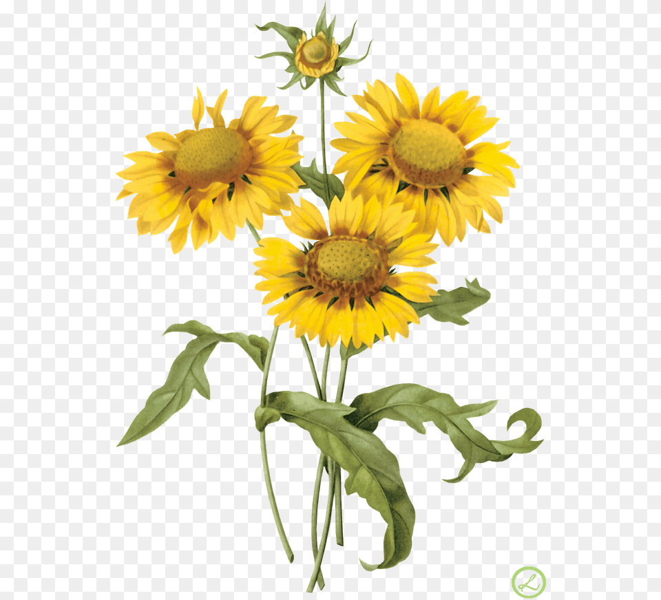 Vintage Yellow Flower Tile Sunflower Vintage Illustration, Plant, Daisy Free Png Download