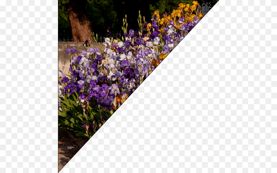 Viola, Flower, Geranium, Iris, Petal Png