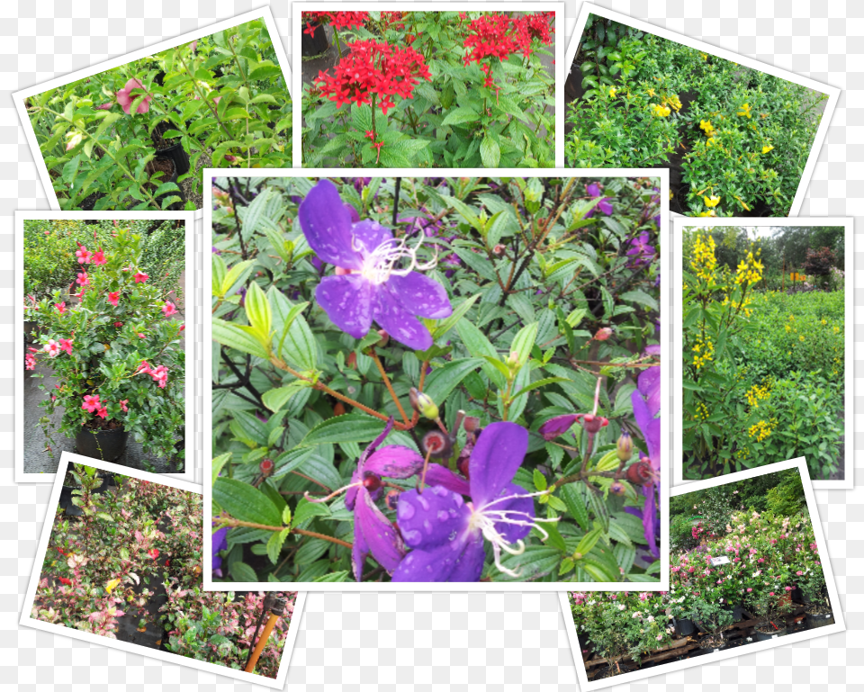 Viola, Art, Purple, Plant, Herbs Free Png