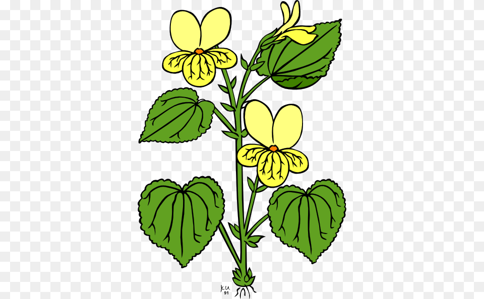 Viola, Flower, Leaf, Plant, Petal Png Image