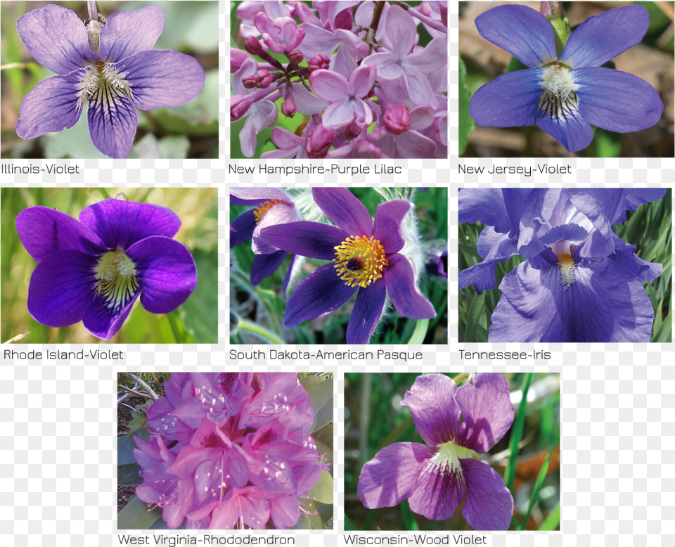 Viola, Art, Collage, Flower, Geranium Free Png Download