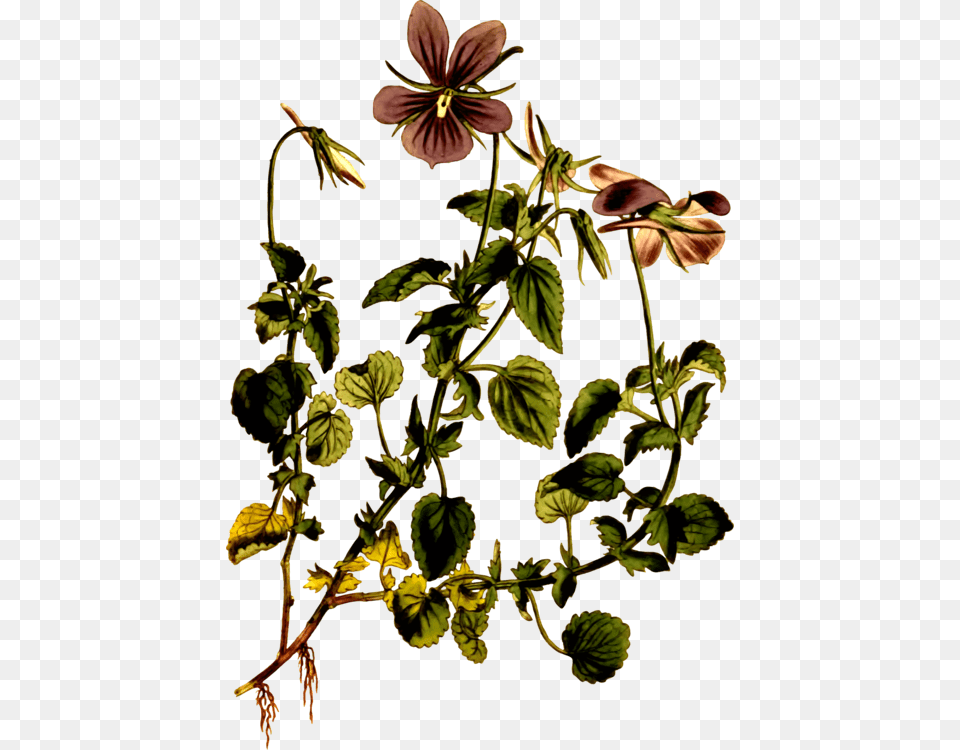Viola Cornuta Viola Riviniana Botany Drawing Botanical, Acanthaceae, Flower, Geranium, Herbal Png