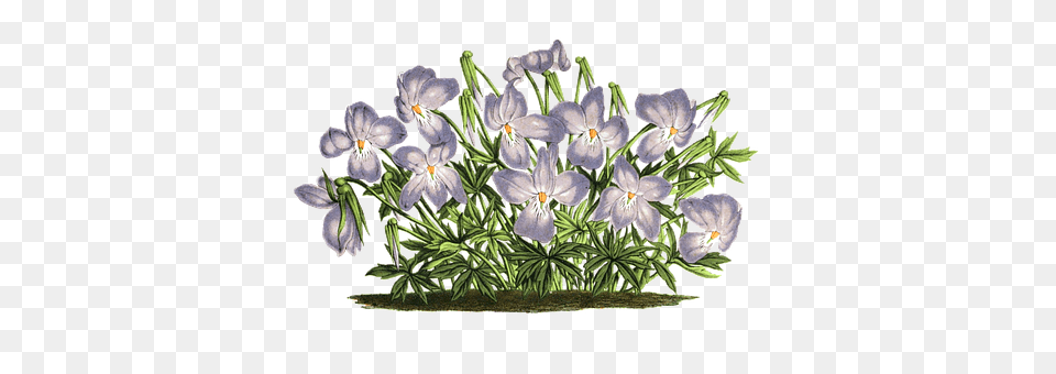 Violet Flower, Flower Arrangement, Plant, Flower Bouquet Png Image