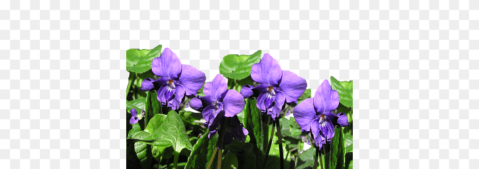 Violet Flower, Geranium, Plant, Acanthaceae Png