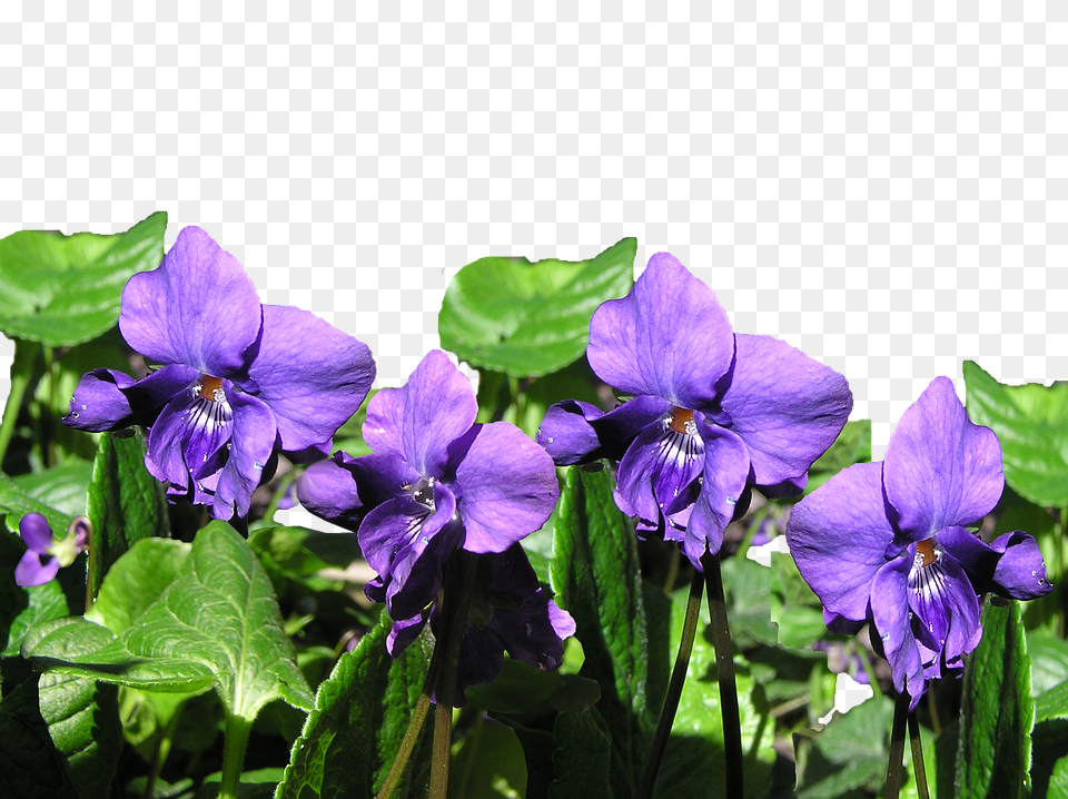 Violet Flower, Geranium, Plant, Acanthaceae Png Image