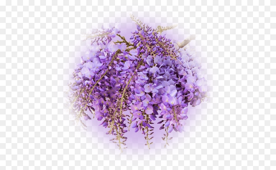 Violet, Flower, Lavender, Plant, Purple Free Transparent Png