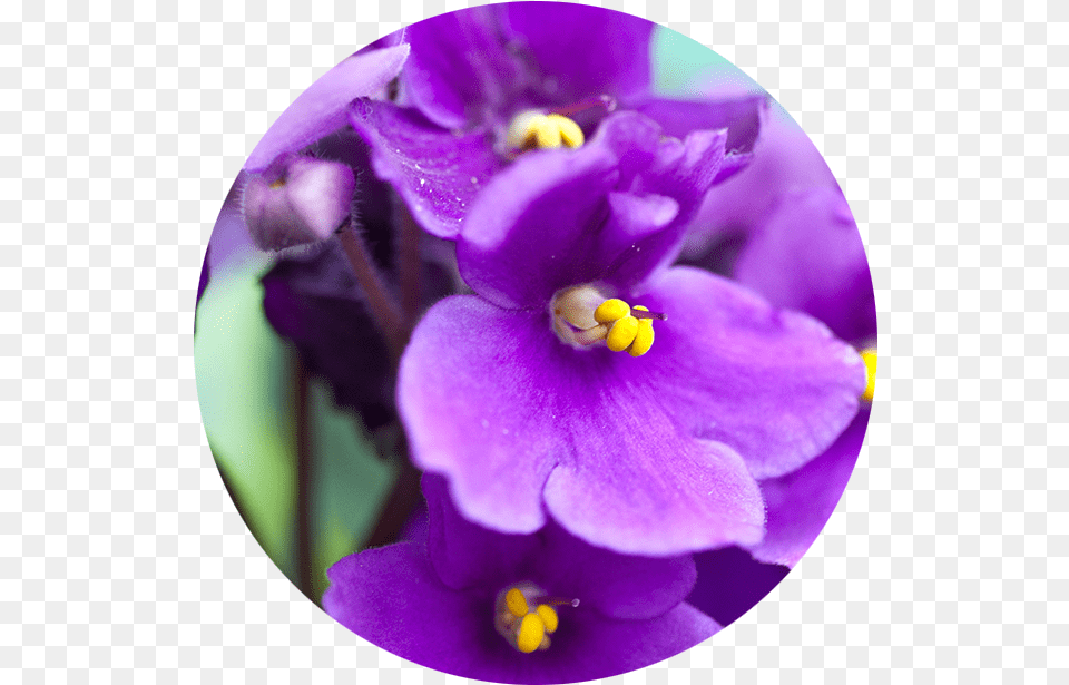 Violet African Violets, Flower, Geranium, Plant, Purple Png