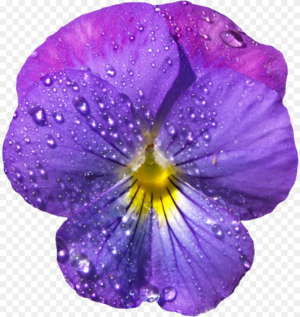 Violet Background Transparent U0026 Clipart Free Download Ywd Purple Watercolor Flowers Paint, Flower, Geranium, Plant, Petal Png