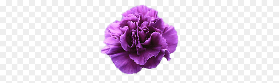 Violet Carnation, Flower, Plant Free Png