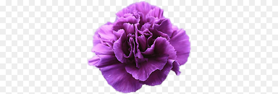 Violet Carnation Transparent Purple Carnations Meaning, Flower, Plant Png