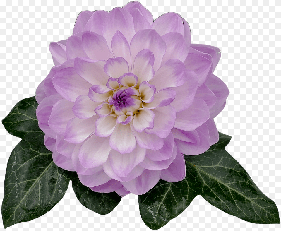 Violet Dahlia Flower, Plant, Rose, Geranium Free Png Download