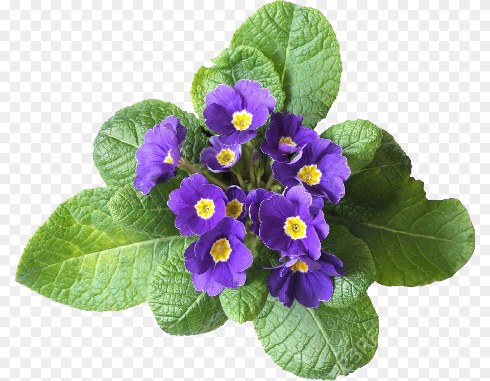 Violet Flower, Plant, Leaf, Purple Free Transparent Png