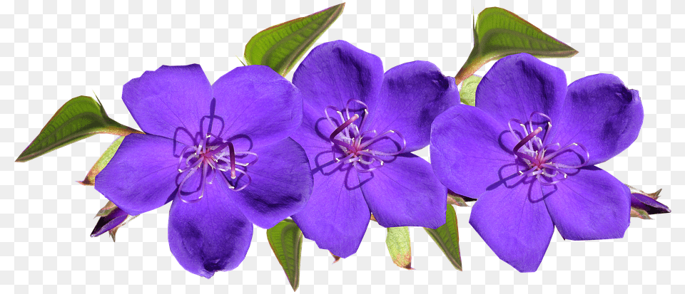 Violet Flower, Geranium, Plant, Petal, Purple Free Png Download