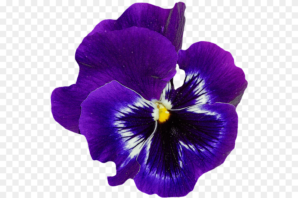 Violet Flower Blue Violet Flower, Geranium, Plant, Purple, Pansy Free Png Download