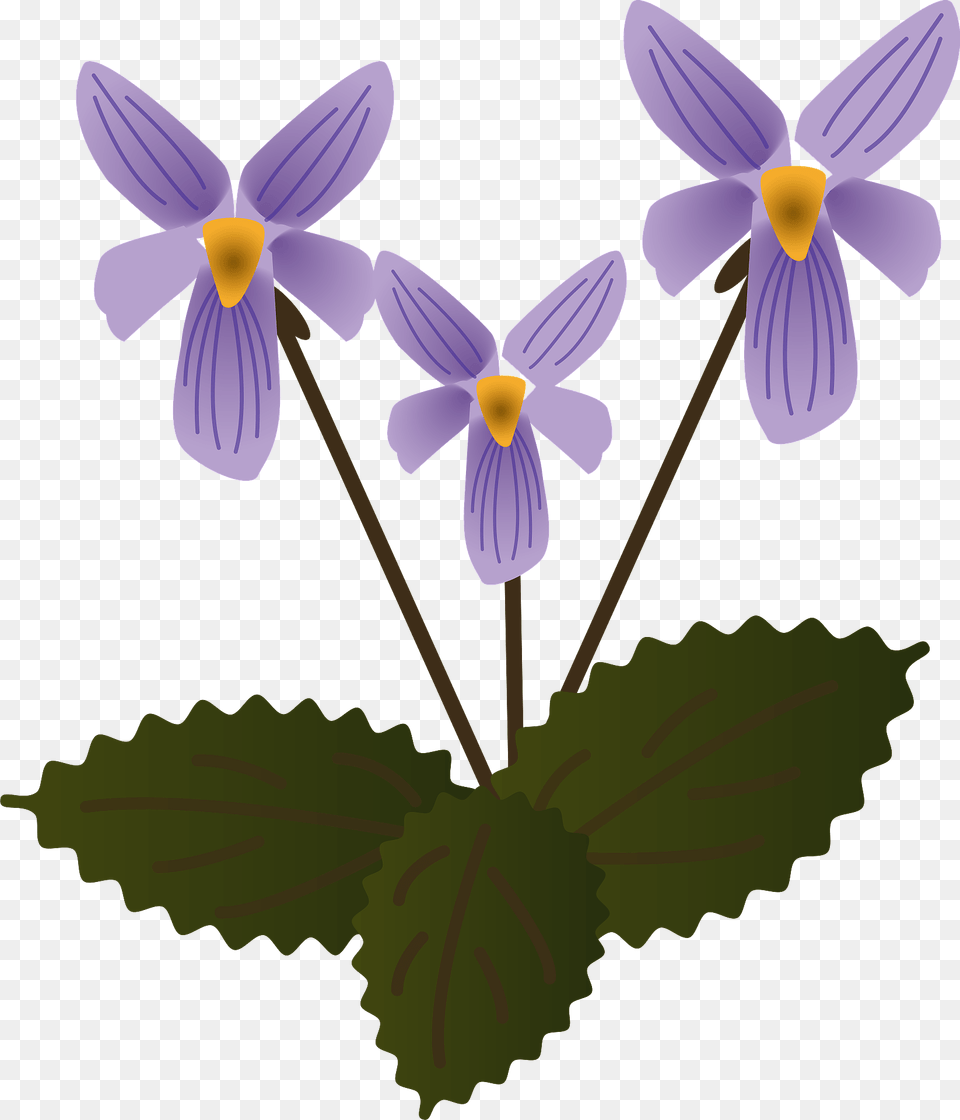 Violet Flower Clipart, Plant, Petal, Purple, Geranium Png