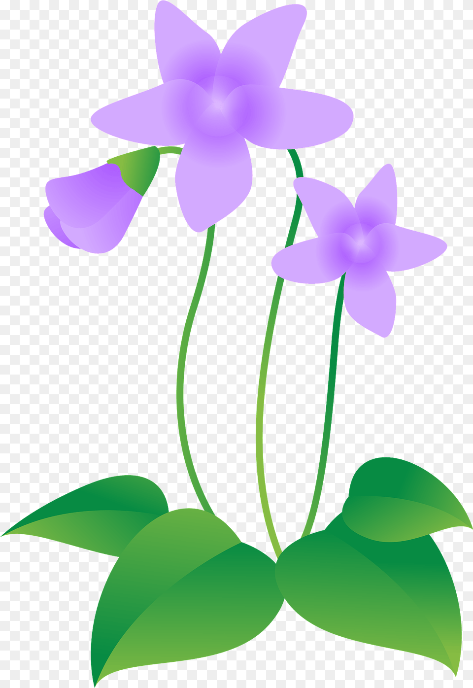 Violet Flower Clipart, Plant, Orchid, Person, Anemone Free Transparent Png