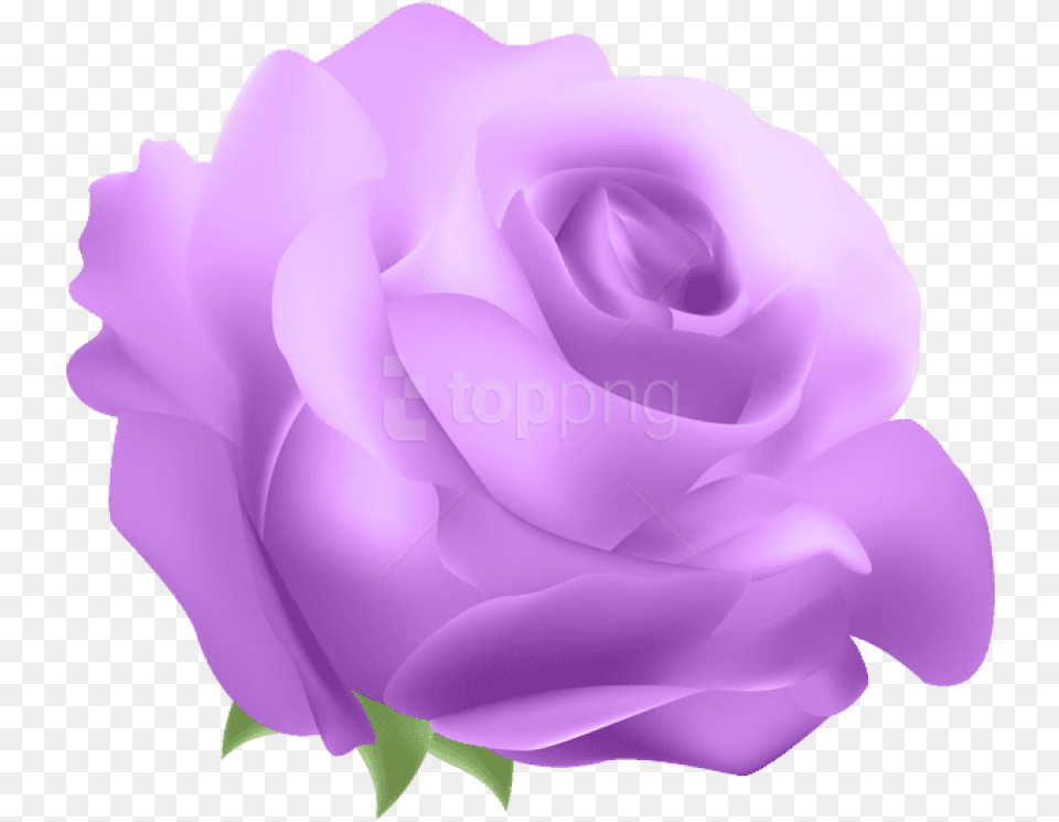 Violet Flower Deco Rose Blue Flowers Real Flowers Transparent Background Rose, Plant Free Png Download