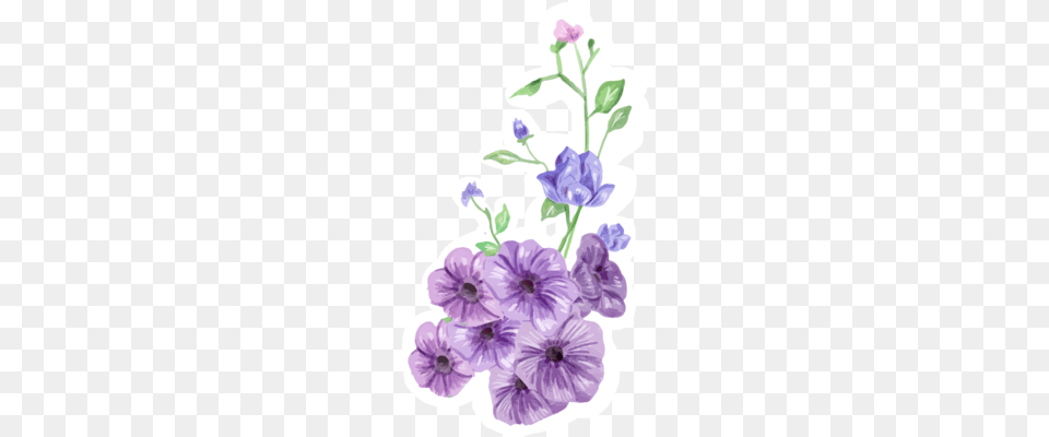 Violet Flower Flower, Geranium, Plant, Anemone, Baby Free Png