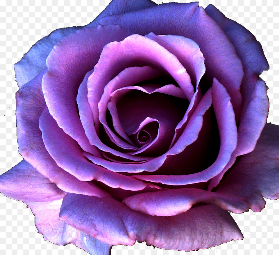 Violet Flower Purple Rose, Plant Png