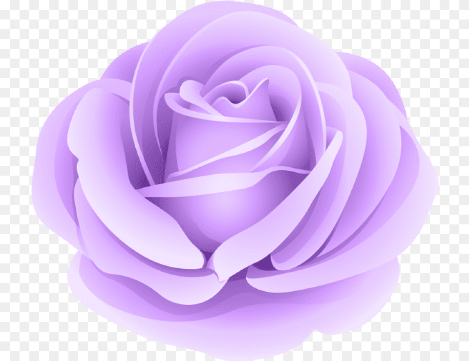 Violet Flower Purple Rose, Plant, Petal Png Image