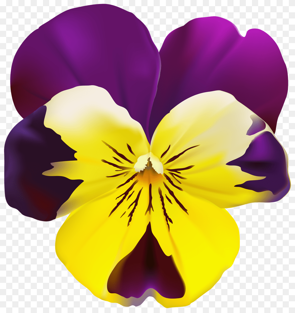 Violet Flower Transparent Clip, Plant, Pansy, Person, Petal Png Image