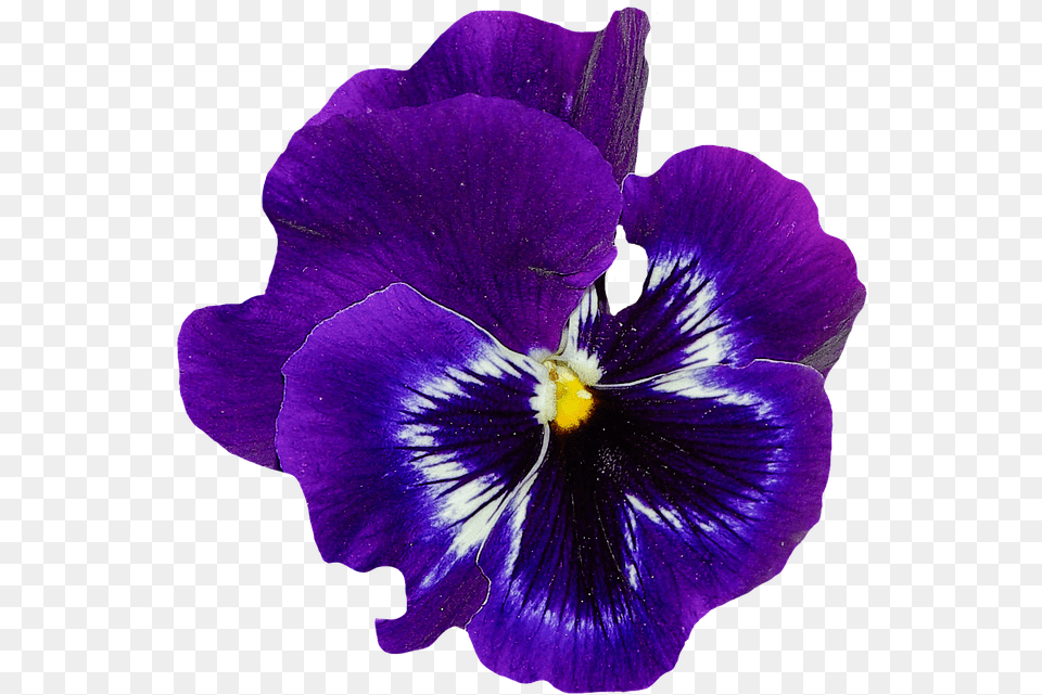 Violet Flower U0026 Clipart Download Ywd Blue Violet Flower, Geranium, Plant, Purple, Pansy Free Transparent Png
