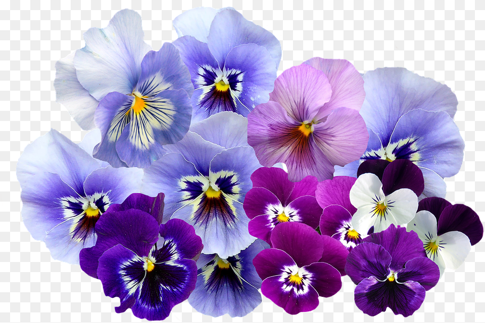 Violet Flowers Image Pansy Flowers, Flower, Plant, Geranium Free Transparent Png