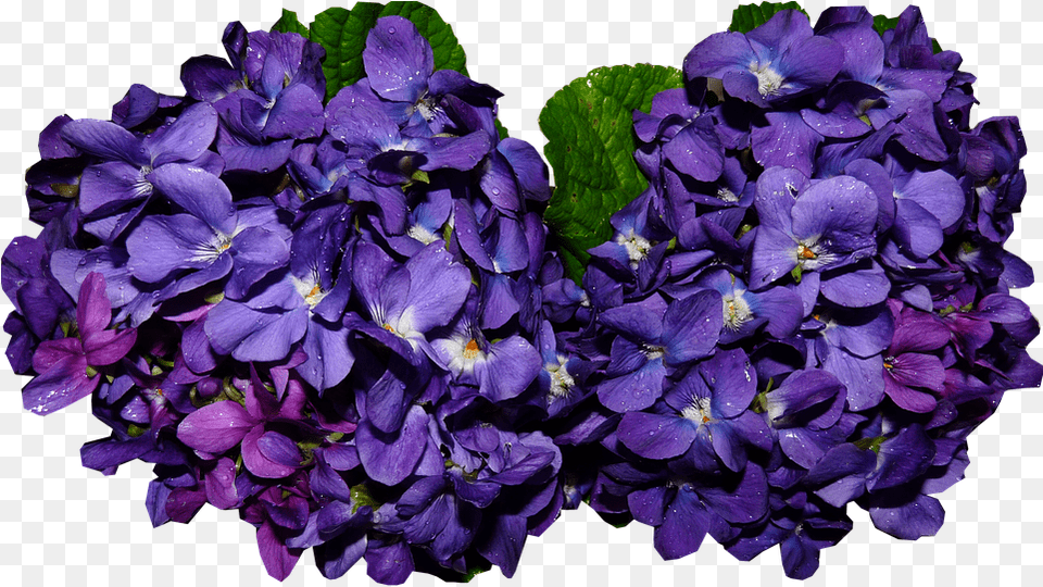 Violet Fragrant Flowers Violet, Flower, Geranium, Petal, Plant Png Image