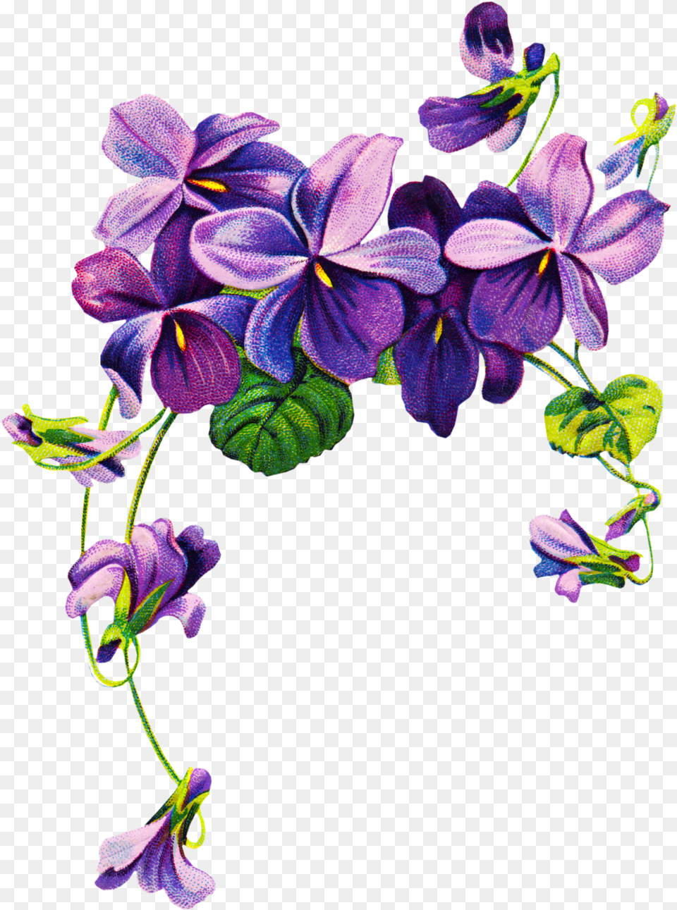 Violet Download Purple Watercolor Flowers, Flower, Geranium, Plant, Iris Free Png