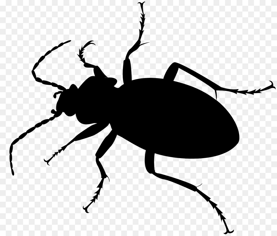 Violet Ground Beetle Silhouette, Animal, Fish, Sea Life, Shark Free Png Download
