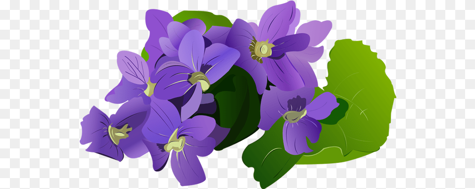 Violet Images Banner Download Violets Flower Clipart, Geranium, Plant, Purple, Iris Png