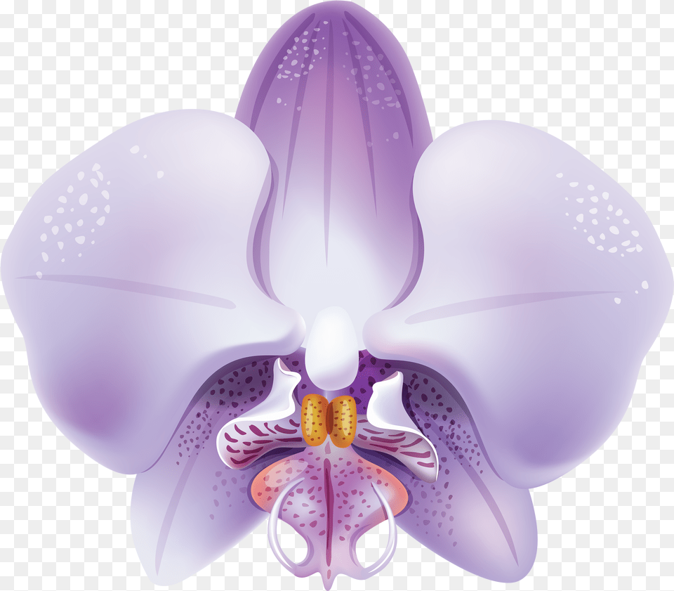 Violet Orchid Clipart Orquideas Lilas, Flower, Plant, Clothing, Hardhat Png