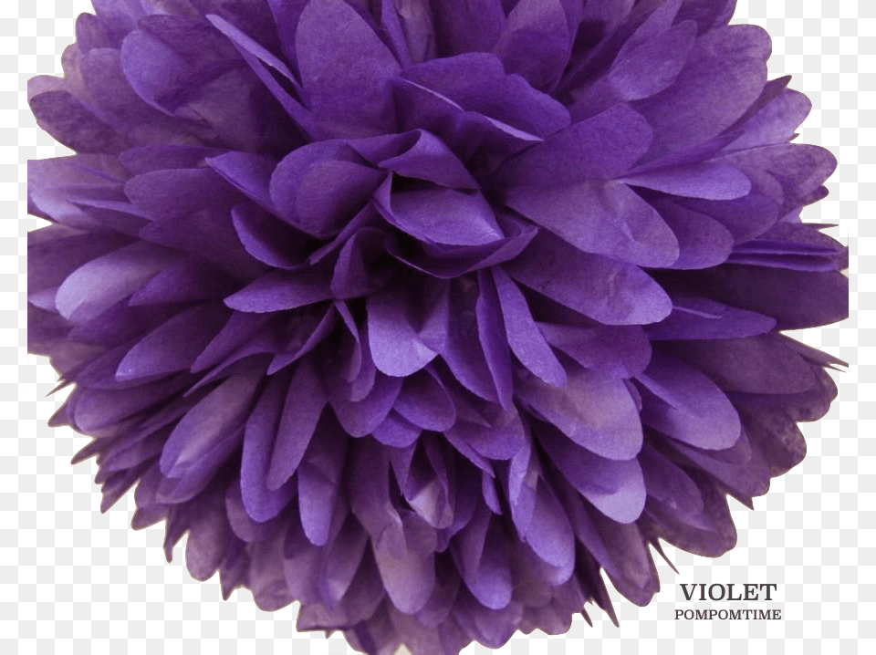 Violet Pom Pom Magik 10pc Tissue Paper Pom Poms Flower Balls Wedding, Dahlia, Plant, Purple, Rose Png Image