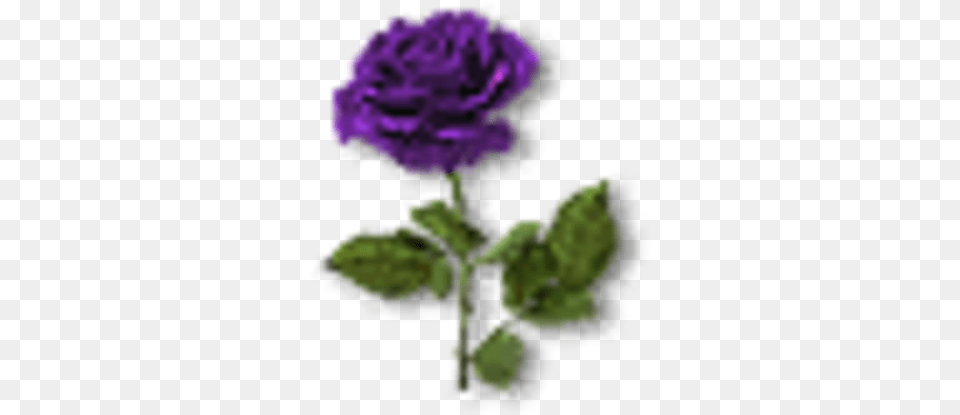 Violet Rose Rose, Flower, Plant, Carnation, Petal Png Image