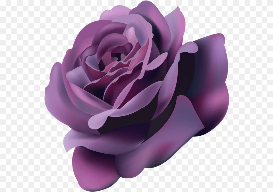 Violet Roses Violet Rose Clipart, Flower, Plant, Petal Free Png
