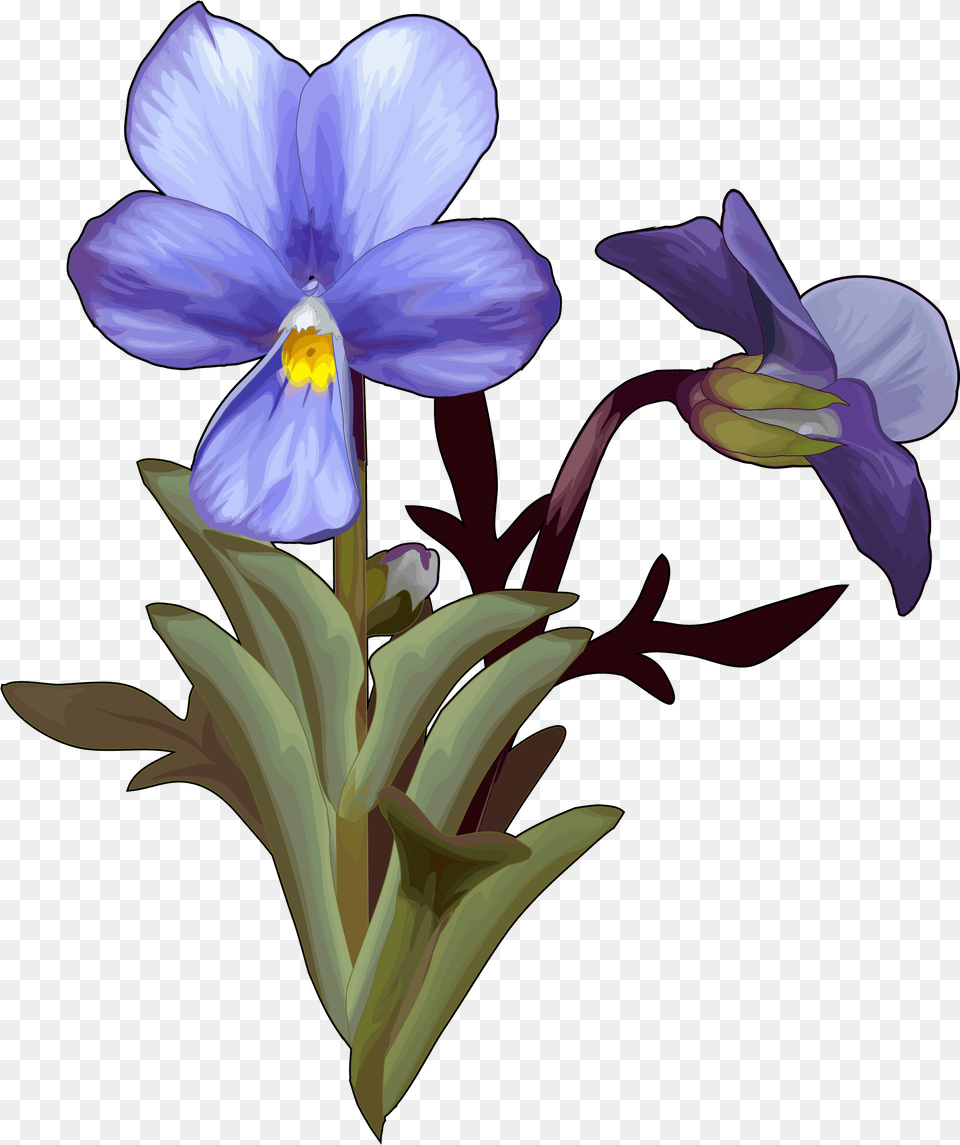 Violeta Del Teide, Flower, Iris, Plant, Petal Free Png