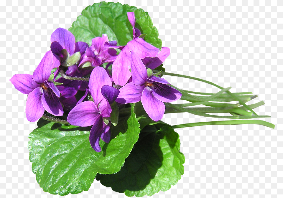 Violets 5 Image Blue Violet, Acanthaceae, Flower, Geranium, Plant Free Png Download