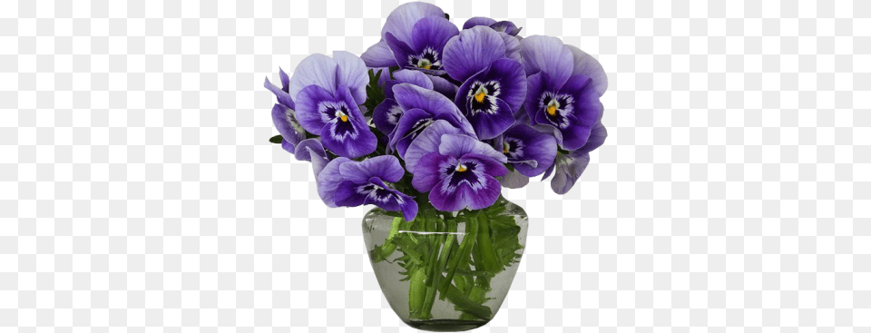 Violets And Vectors For Flowers In Vase Transparent Background, Flower, Plant, Flower Arrangement Free Png