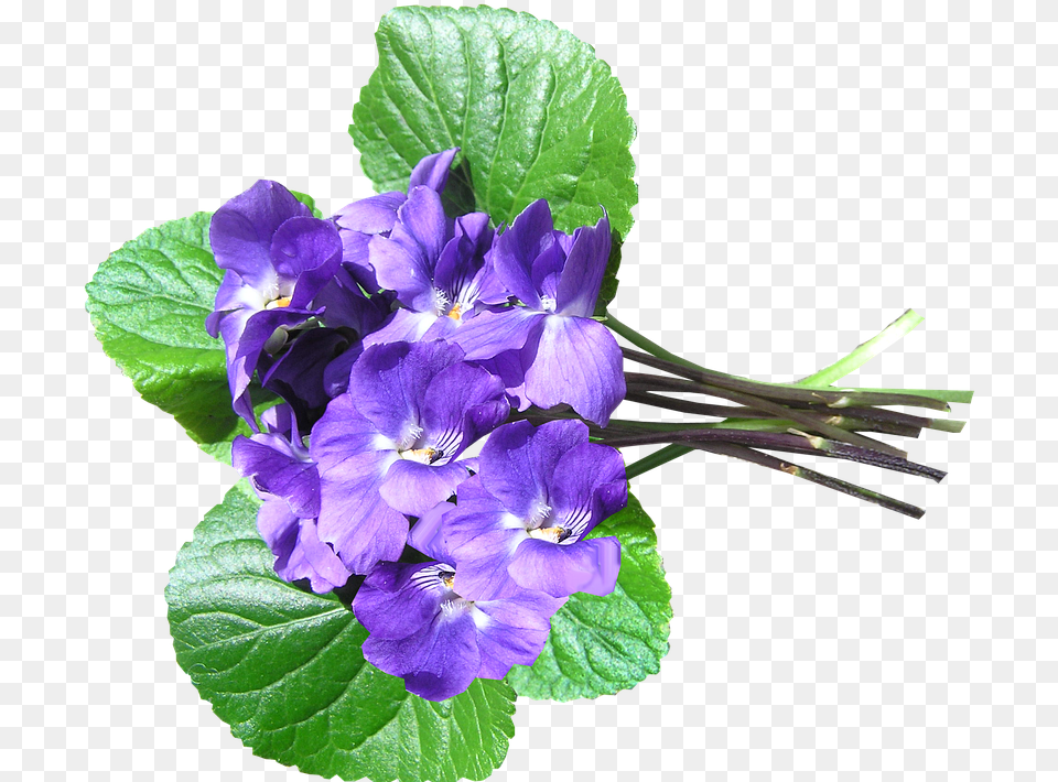 Violets Blue Perfumed Cut Primula, Flower, Geranium, Plant, Acanthaceae Free Png