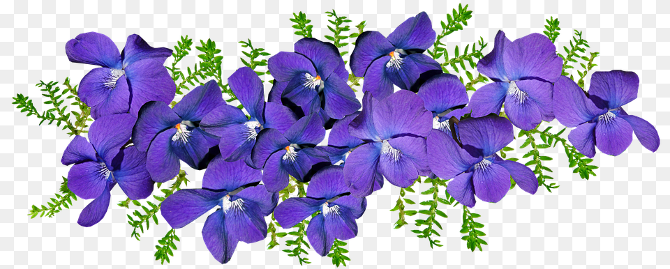 Violets Flowers Fern Violets Flowers Transparent, Flower, Geranium, Iris, Plant Png Image