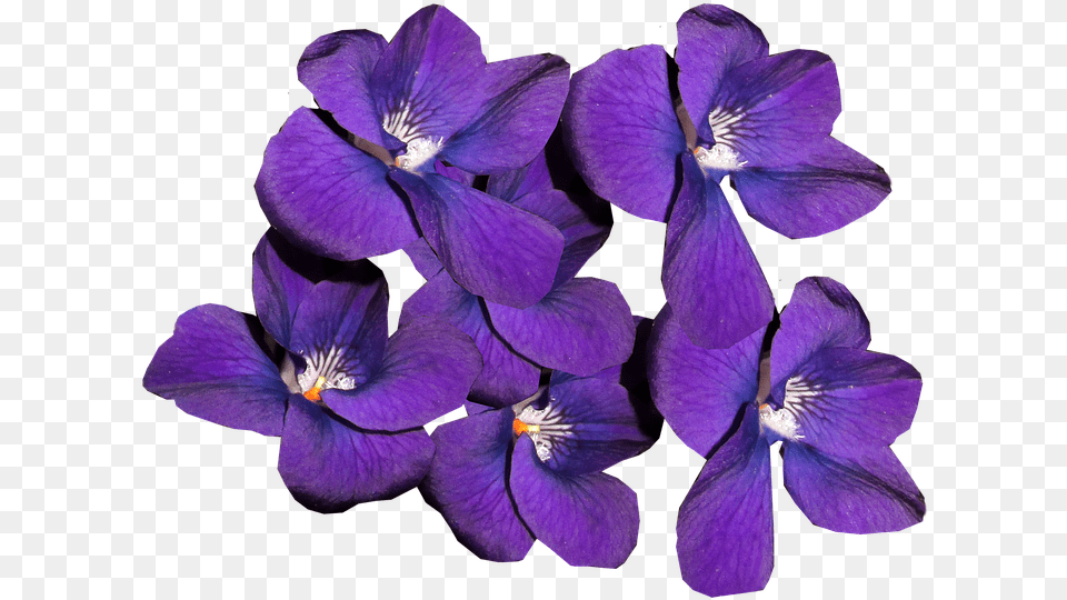 Violets Flowers Winter Blooms Perfume Fragrant Fialki, Flower, Geranium, Iris, Petal Free Transparent Png