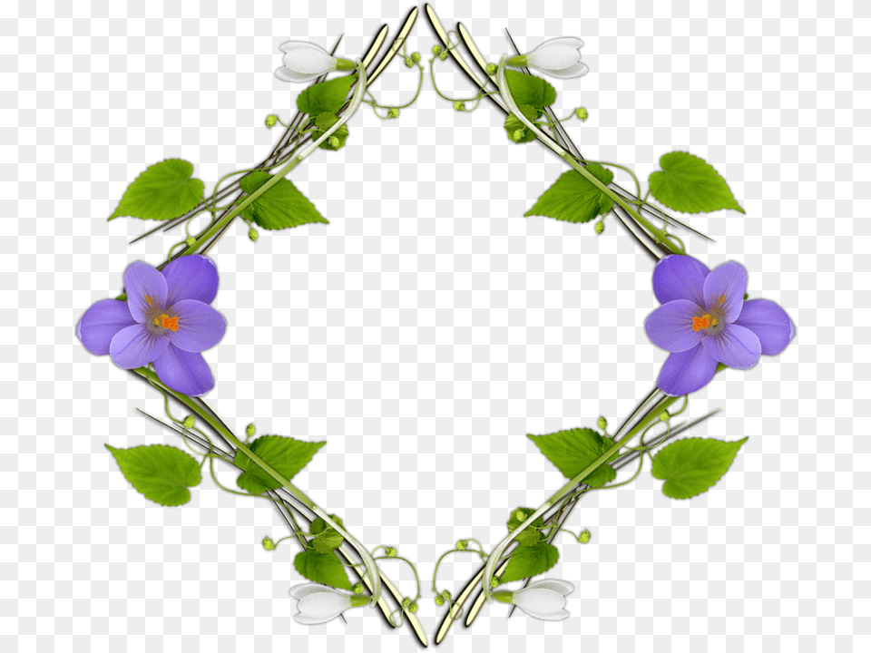 Violets Frames Viola, Anemone, Flower, Geranium, Plant Png Image