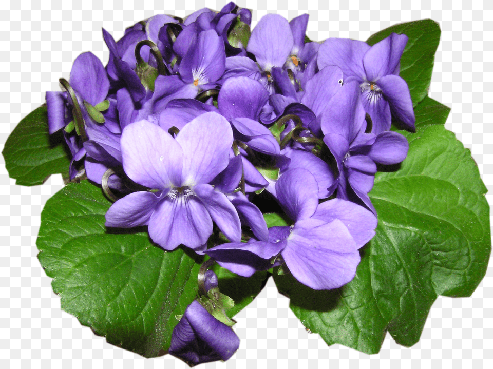 Violets Ibolya Nvnapi Ksznt Free Png