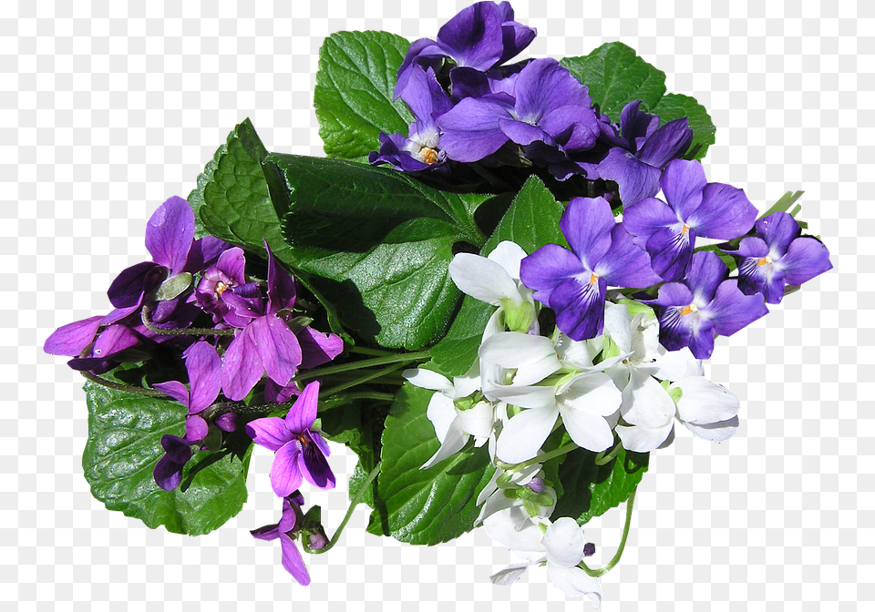 Violets Mixed Colors Perfumed, Flower, Flower Arrangement, Flower Bouquet, Geranium Png Image