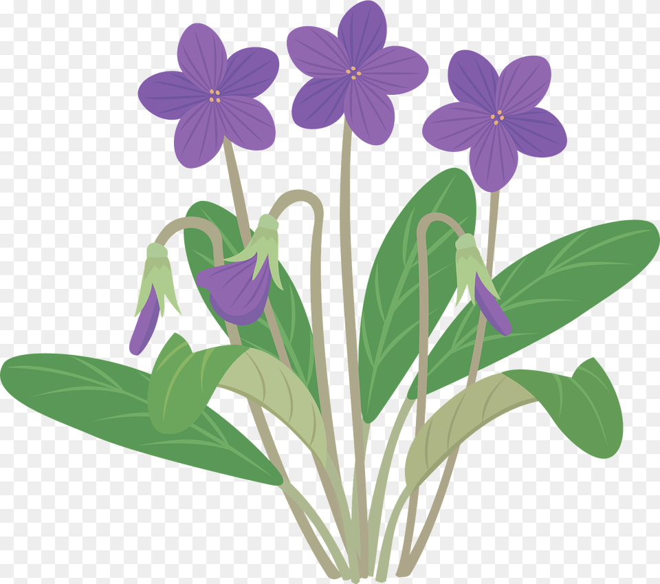 Violets On The Stem Clipart, Flower, Geranium, Plant, Purple Png