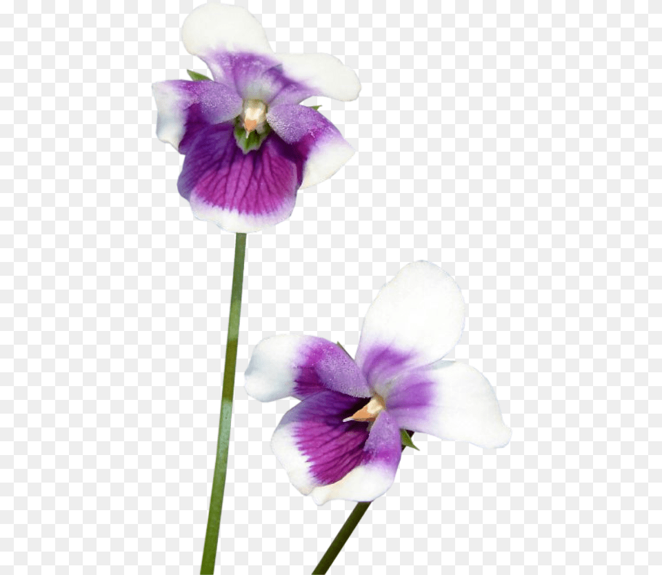 Violets Purple Flowers Flower Freetoedit Flower, Plant, Petal, Orchid, Geranium Free Png Download